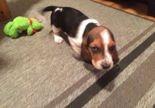 Beautifull Litter Of Bassett Hound Puppies Image eClassifieds4u