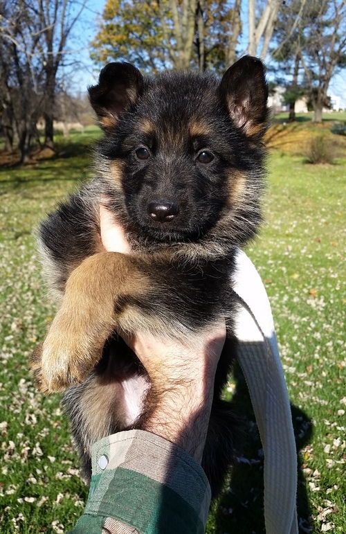 Big bones German Shepherd puppies for sale Image eClassifieds4u