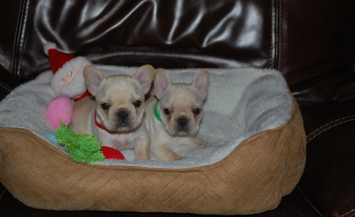 CKc Reg Girls/Boys French Bulldog Puppies For Sale Image eClassifieds4u