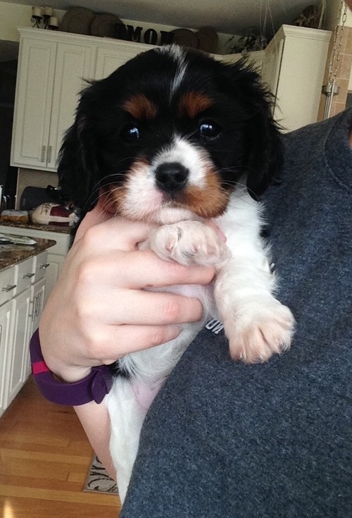 Cavalier King Charles Spaniel Puppies For Sale Image eClassifieds4u