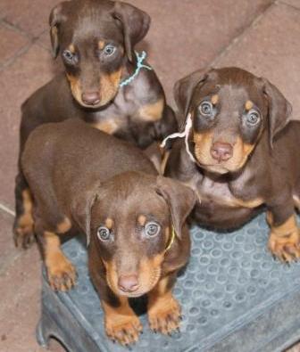 Dobermann Puppies Dogs And Bitches Available - Black And Rust Image eClassifieds4u