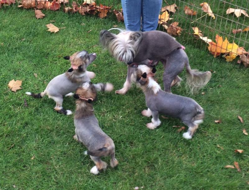 Excellent temperament Chinese Crested puppies available for sale Image eClassifieds4u