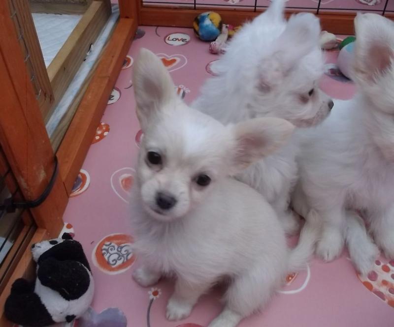 Excellent temperament Chinese Crested puppies available for sale Image eClassifieds4u