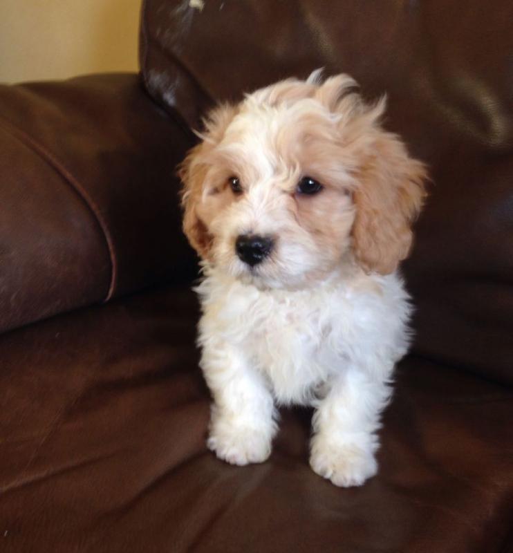 Fluffy Boy And Girl Left Adorable Cavacon Puppies Image eClassifieds4u