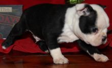 6 Gorgeous Boston Terriers Ready To Go Now Image eClassifieds4u 2