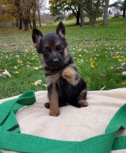 Big bones German Shepherd puppies for sale Image eClassifieds4u 2