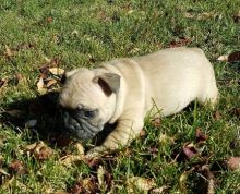 CKc Reg Girls/Boys French Bulldog Puppies For Sale Image eClassifieds4u 2