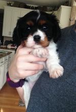 Cavalier King Charles Spaniel Puppies For Sale Image eClassifieds4u 2