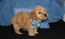 Quality Cockapoo Puppies Pra Clear Image eClassifieds4u 2