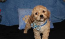 Quality Cockapoo Puppies Pra Clear Image eClassifieds4u 3