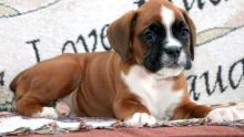 Red And White Boxer Puppies For Sale Image eClassifieds4u 2