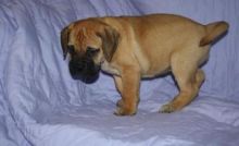 Stunning Bullmastiff Pups Available Image eClassifieds4u 2