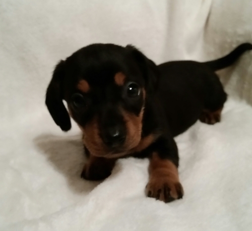 Perfect Little Dachshunds 2 Boys 2 Girls Left Image eClassifieds4u