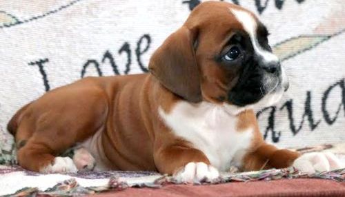 Red And White Boxer Puppies For Sale Image eClassifieds4u