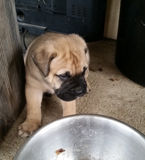 Stunning Bullmastiff Pups Available Image eClassifieds4u