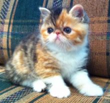 Adorable Savannah Kittens