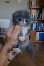 Stunning pedigree Persian kittens for sale