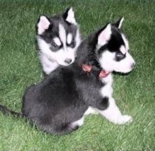 Two healthy male and female Siberian husky puppies
