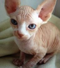 Adorable Savannah Kittens Image eClassifieds4u 3