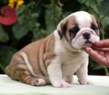 CKC English Bulldog Puppies Now Available Puppies Image eClassifieds4u 2
