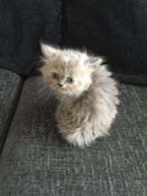 Stunning pedigree Persian kittens for sale Image eClassifieds4u 3