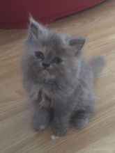 Stunning pedigree Persian kittens for sale Image eClassifieds4u 2