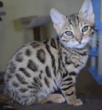 Well Trained Bengal Kittens Image eClassifieds4u