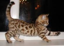 Well Trained Bengal Kittens Image eClassifieds4u