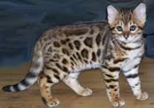 Well Trained Bengal Kittens Image eClassifieds4u