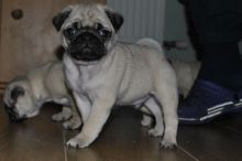 wonderful pug puppies for good home