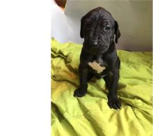 Adorable Great Dane puppies for Rehoming TXT 647-488-1755