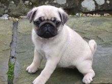 charming pug puppies for good home