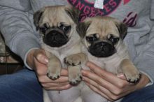 cheerful pug puppies for good home