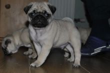 enchanting pug puppies for good home