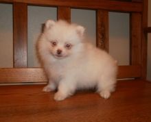 exceptional Samoyed puppies for fantastic home