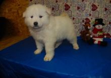 good looking Samoyed puppies for fantastic home