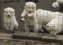 neat Samoyed puppies for fantastic home