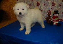 compassionate Samoyed puppies for fantastic home Image eClassifieds4U