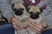 lovable pug puppies for good home Image eClassifieds4U