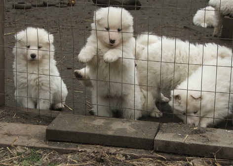 meek Samoyed puppies for fantastic home Image eClassifieds4u