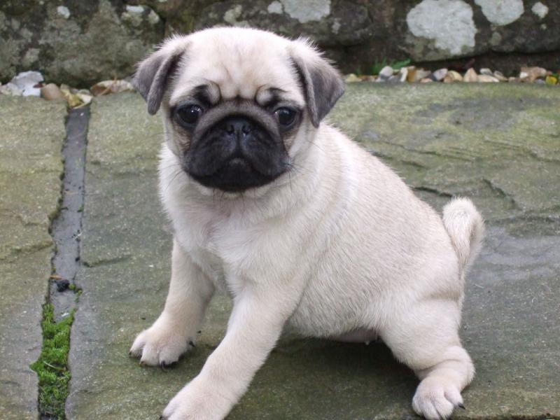 pure pug puppies for good home Image eClassifieds4u