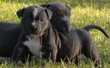 American Pit Bull Terrier Puppies -- Outstanding Pedigree!!