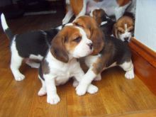 Beagle puppies looking for new home. They have been brought up in a family