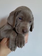 *STUNNING SILVER GREY PUPPIES READY NOW* *1 bitch 3 dogs left* Weimaraner