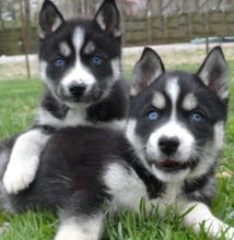 two amazing siberian husky puppies, a male and female. They are registered with AKC