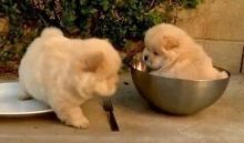 Affectionate Chow Chow Puppies. Welcome and congratulations