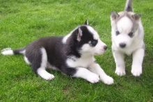 Akc registered Siberian Husky puppies