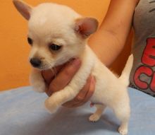 Baby Chihuahua Puppies for adoption call or text @# (781)731-9778