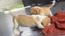 Beagle Puppies, Born and reared in a caring family home, both Mum & Dad can be seen together.