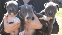 Beautiful American Pit Bull Puppies